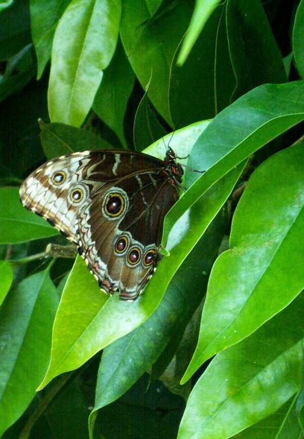 Jolis papillons (8)