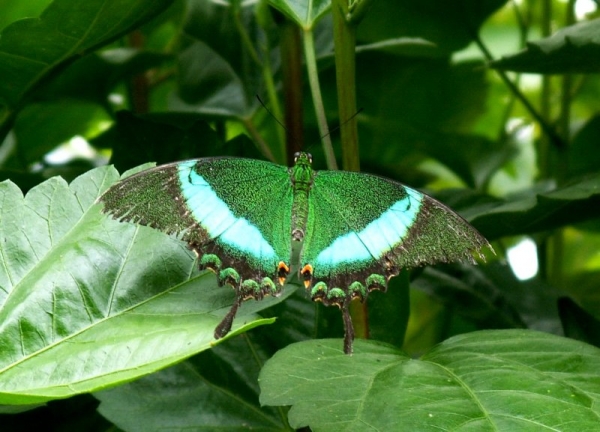 Jolis papillons (1)