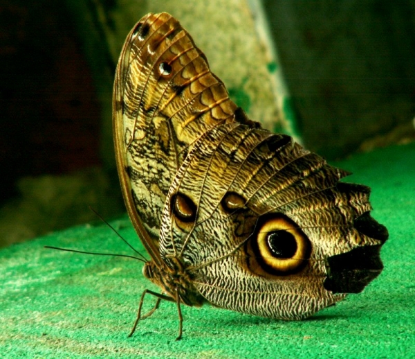 Jolis papillons (4)