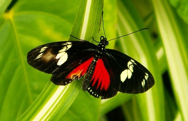 Jolis papillons (5)