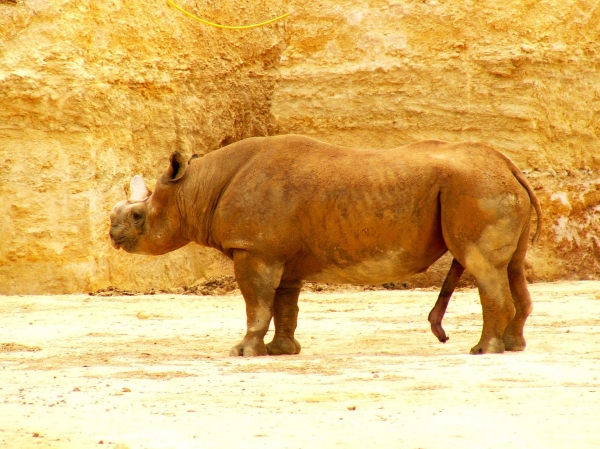 Le rhinocéros
