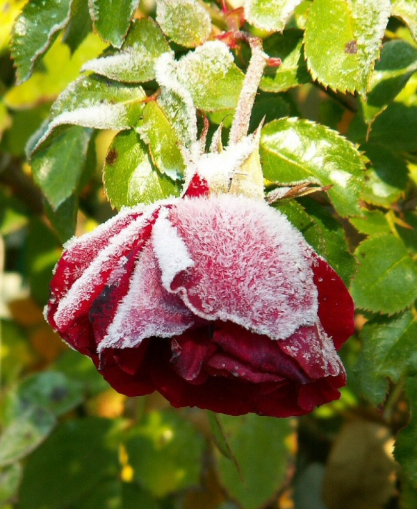 Rose en manteau blanc