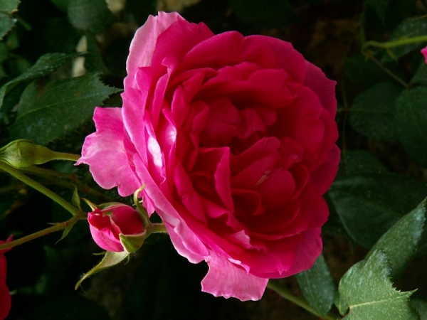 Les roses de Villandry (3)