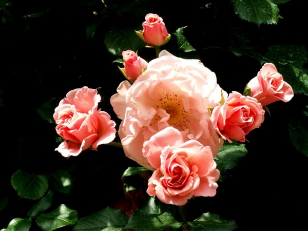 Les roses de Villandry (4)