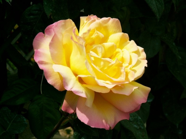Les roses de Villandry (7)