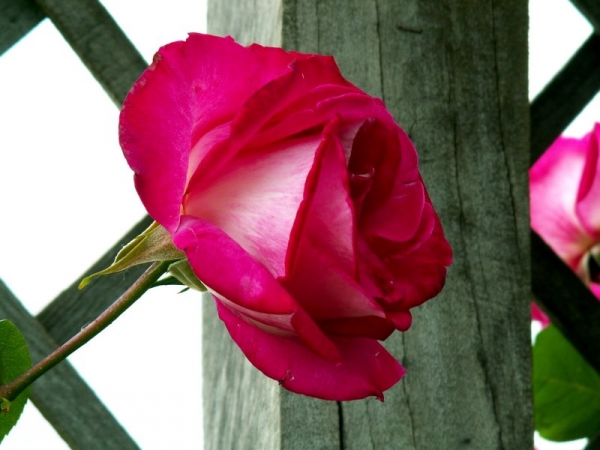 Les roses de Villandry (8)