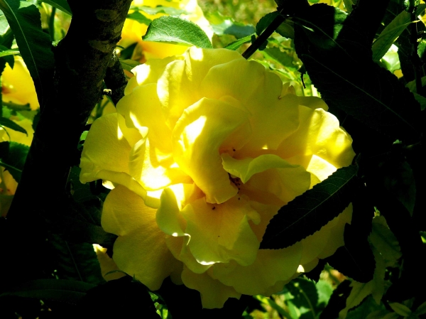 Roses de La Chatonnière (2)