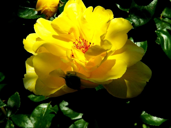 Roses de La Chatonnière (1)