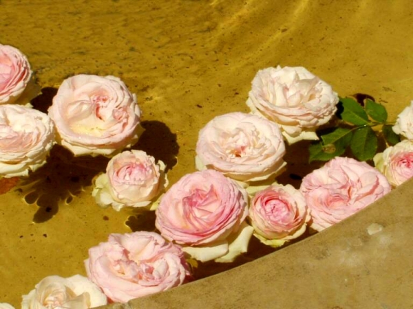 Bassin aux roses