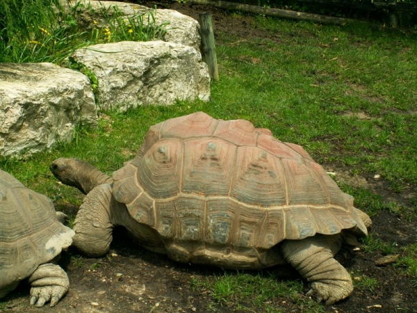 La tortue géante des Galapagos (1)