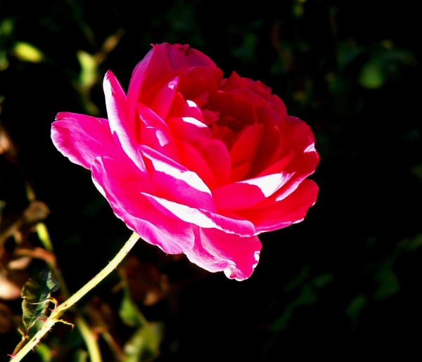 Rose de Villandry