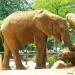 Éléphant d'Afrique (2)