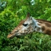 Les girafes (3)