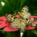 Jolis papillons (10)