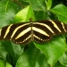Jolis papillons (3)