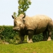 Le rhinocéros (1)