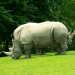 Le rhinocéros (2)