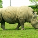 Le rhinocéros (3)