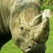 Le rhinocéros (4)