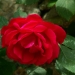 Les roses de Villandry (2)