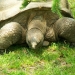 La tortue géante des Galapagos (2)